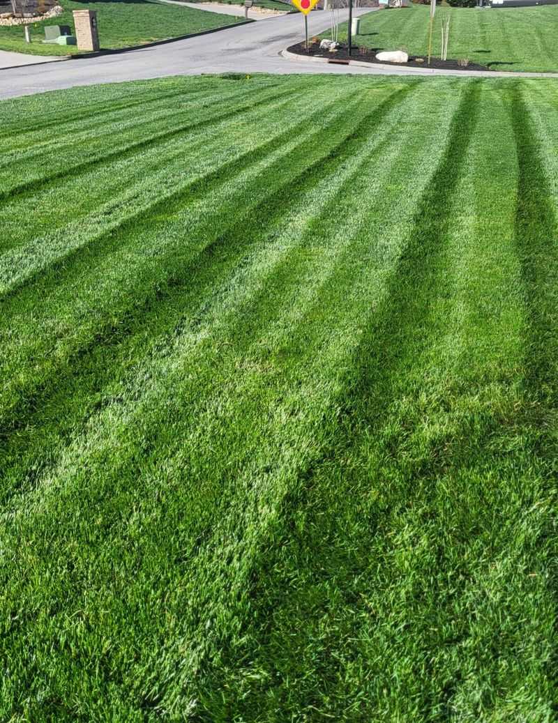 Choose Tall Fescue For Tough Shady Spots