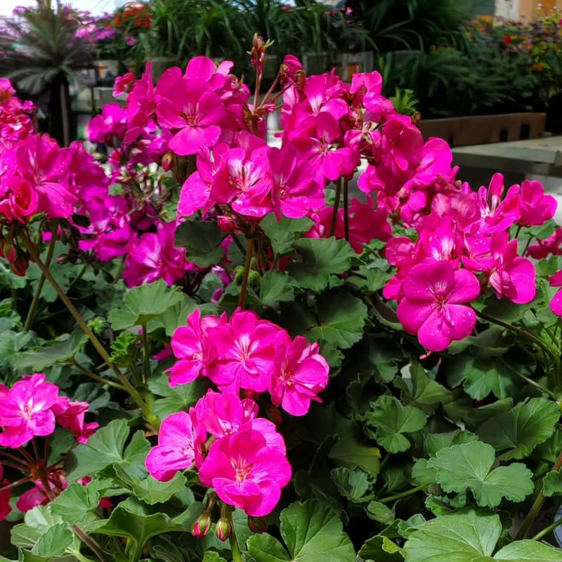 Choose The Healthiest Plants
