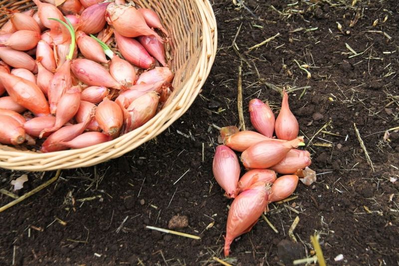 Choose The Right Fall Planting Window