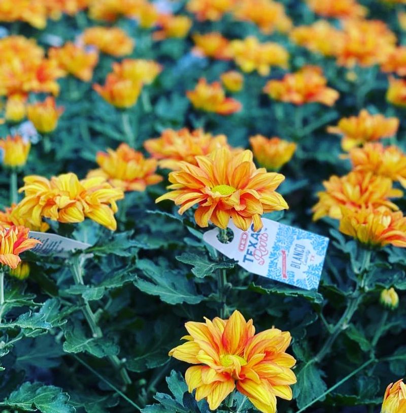 Choose The Right Mum For Your Texas Garden