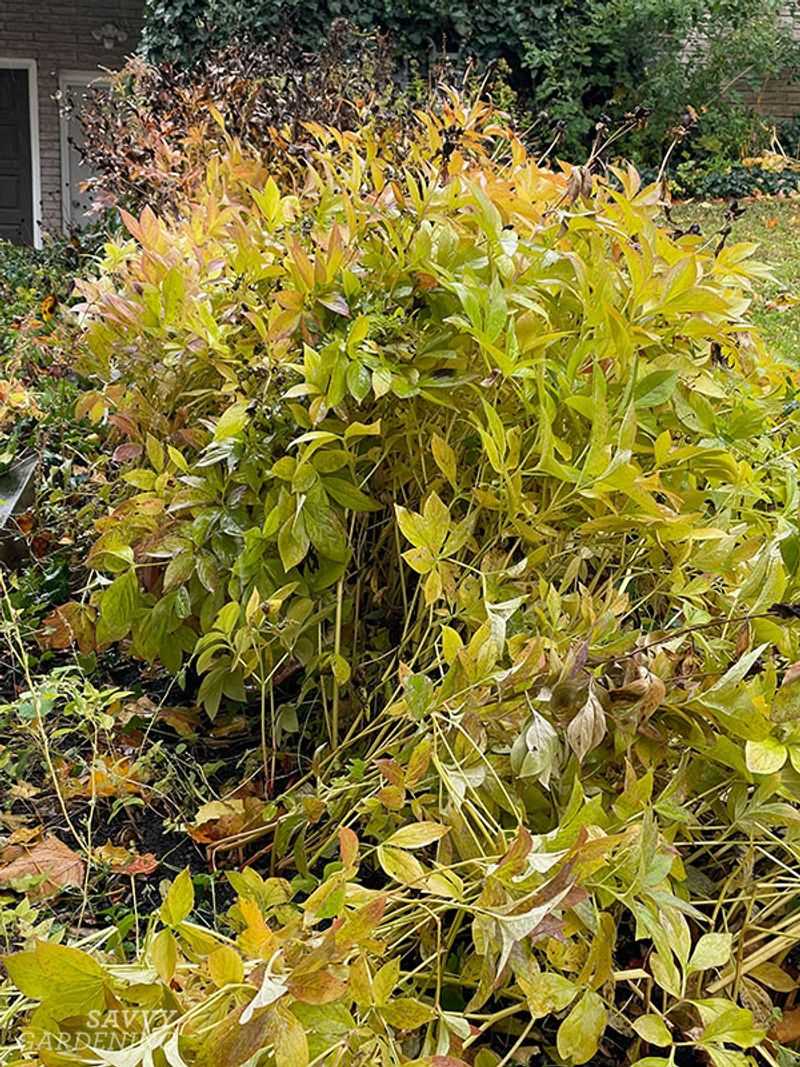 Choose The Right Time To Cut Back Peony Foliage