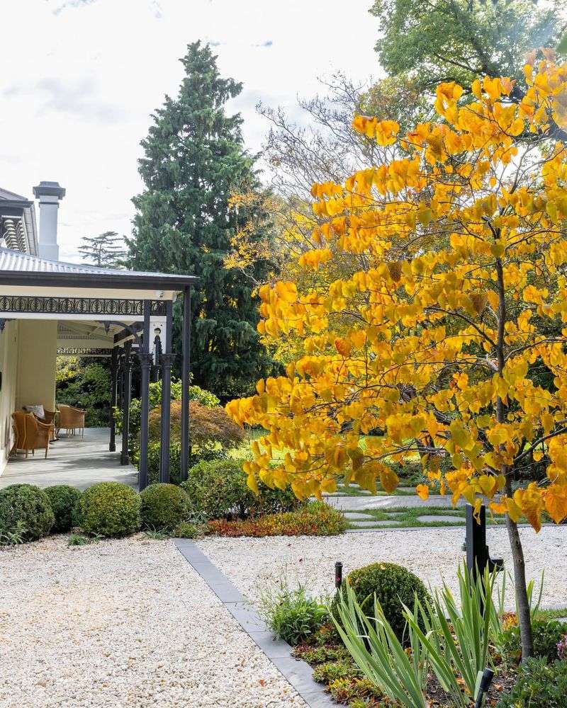 Choose The Tree For More Than Fall Color