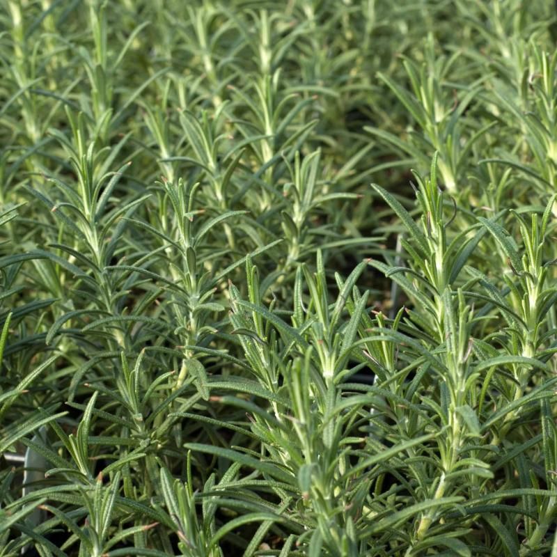 Choose Varieties Built For Wet Winters Choose Varieties Built For Wet Winters