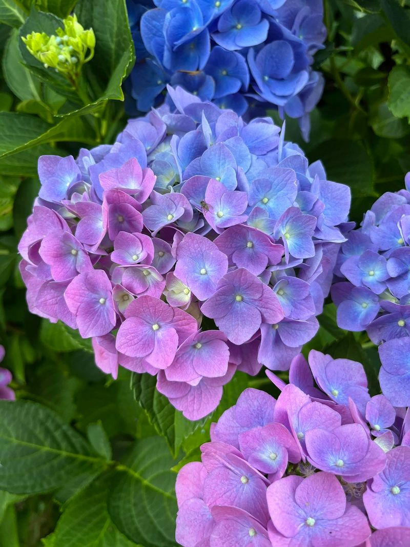 Choose Varieties With Longer Color Display Choose Varieties With Longer Color Display