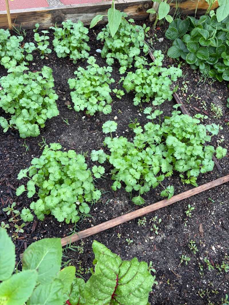 Choose Vegetables That Match Your Region