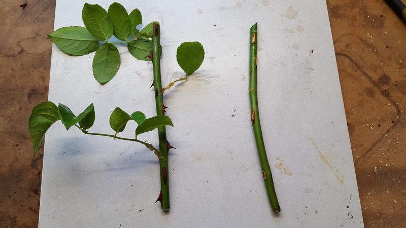 Choose a Mature Arizona Rose Cane That Can Still Root Choose a Mature Arizona Rose Cane That Can Still Root