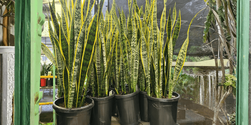 Choose a Stable Growth Window