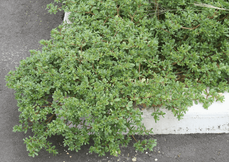 Choose a clean growing spot instead of a pavement crack Choose a clean growing spot instead of a pavement crack