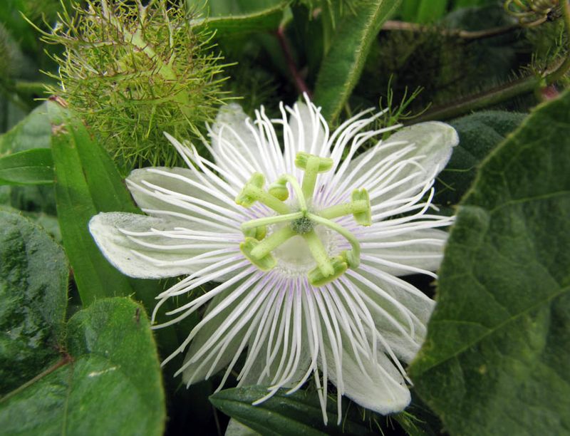 Choose a documented species instead of buying any plant labeled passionflower Choose a documented species instead of buying any plant labeled passionflower