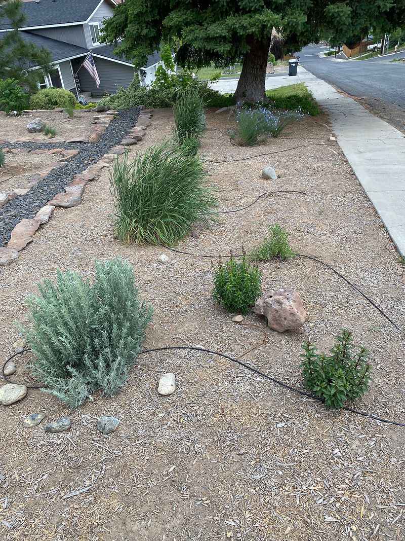 Choose a grass for the actual strip, not just its native label Choose a grass for the actual strip, not just its native label