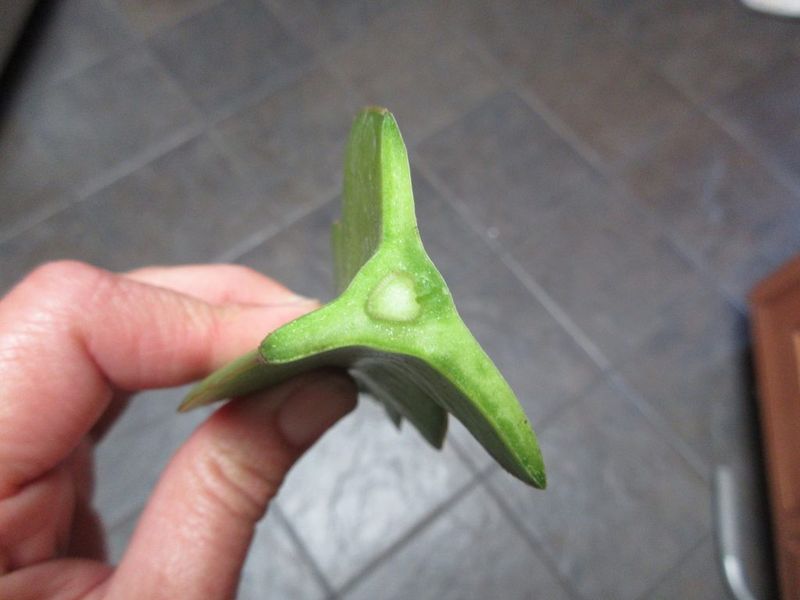 Choose a healthy cutting and let the wound callus