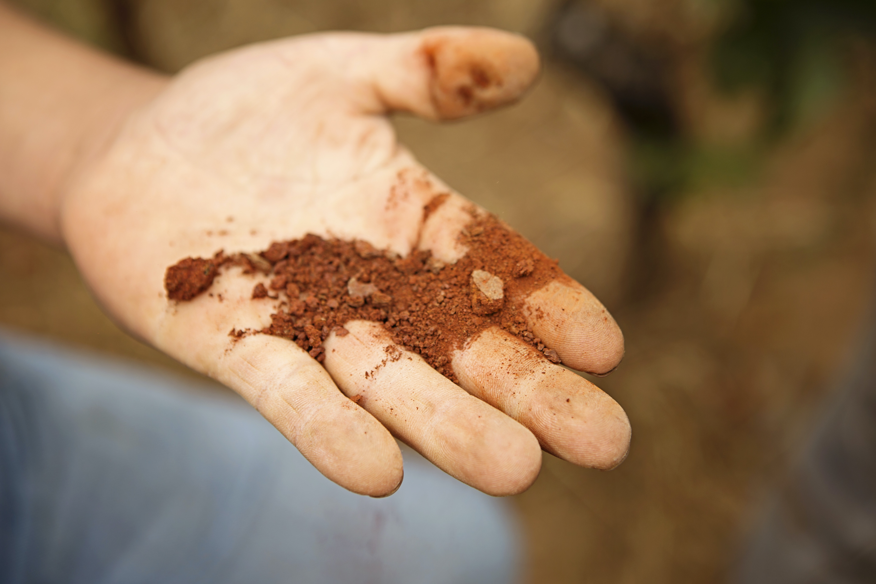 Choose a sunny site and wait out saturated soil Choose a sunny site and wait out saturated soil