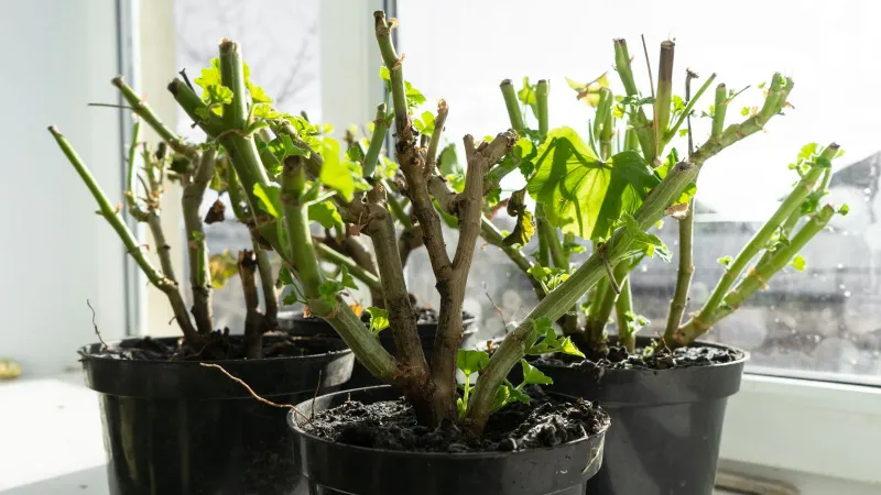 Choose an Overwintering Method