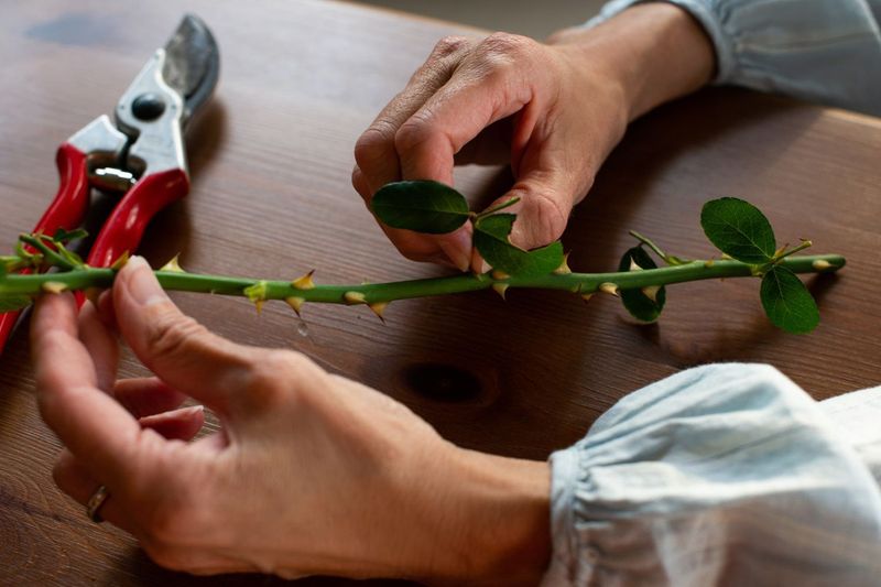 Choose and prepare a healthy cane