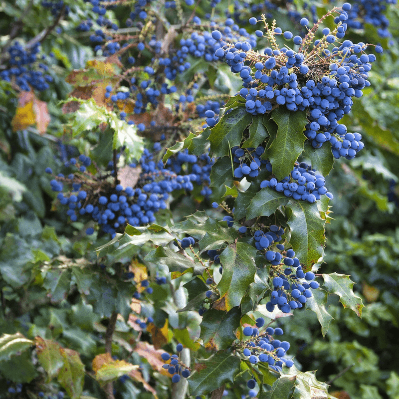 Choose another shrub when your yard needs something different