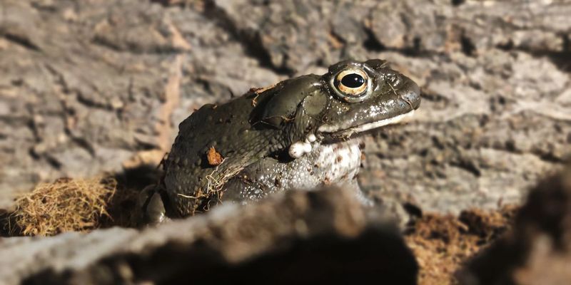 Choose coexistence over a pest-control promise Choose coexistence over a pest-control promise