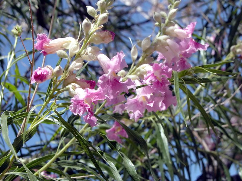 Choose desert willow for habitat and desert adaptability