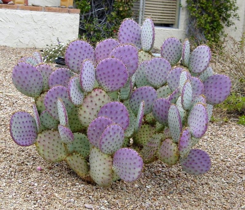 Choose it for its color and give it space