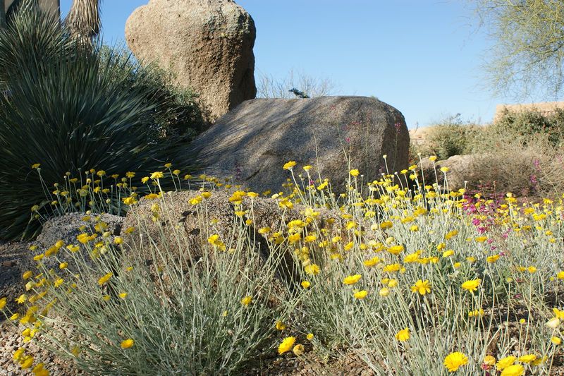 Choose native desert marigold for a different goal Choose native desert marigold for a different goal