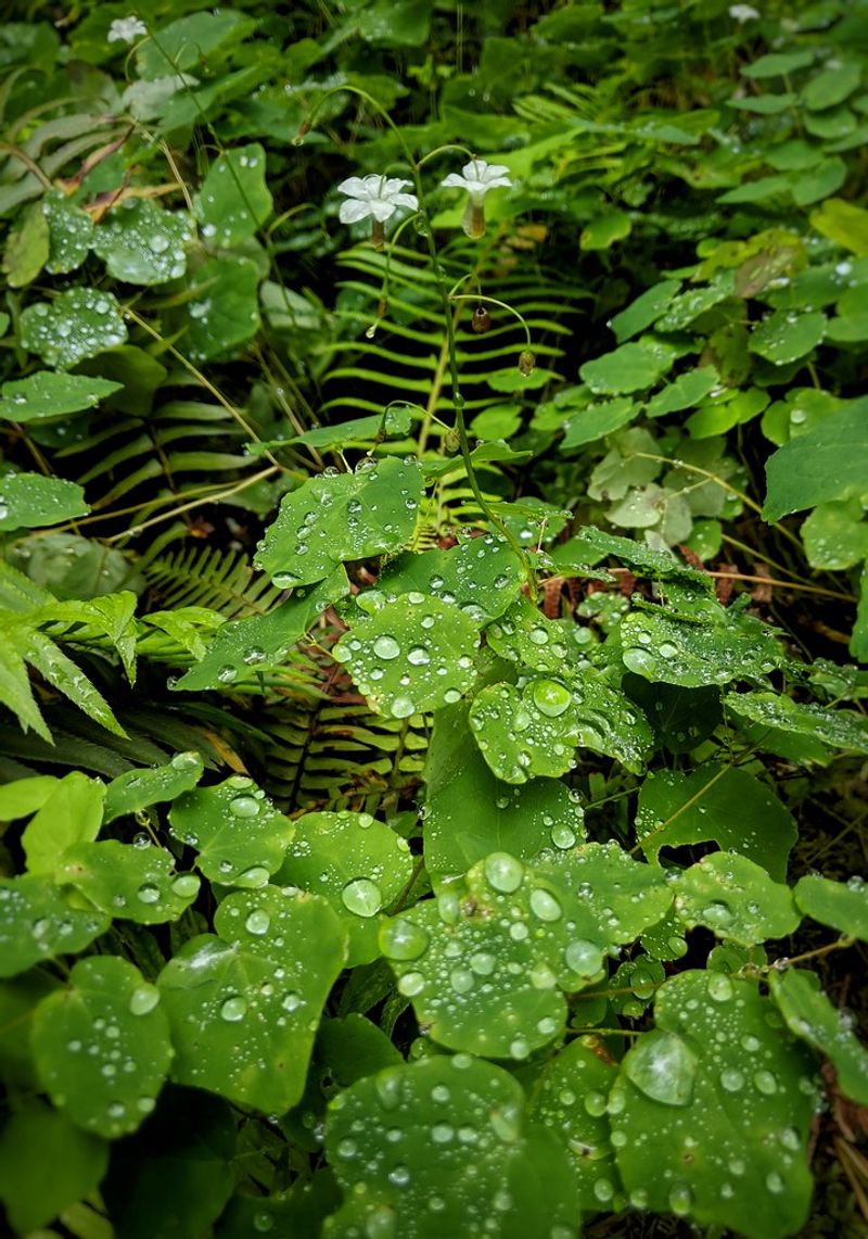 Choose other plants by their growing conditions Choose other plants by their growing conditions