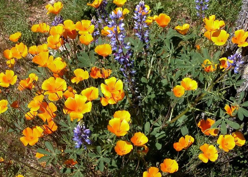 Choose planting time around local conditions Choose planting time around local conditions