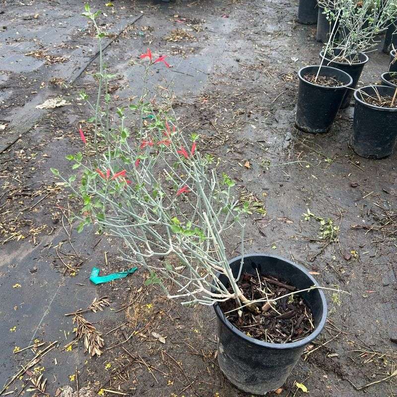 Choose planting time with frost exposure in mind