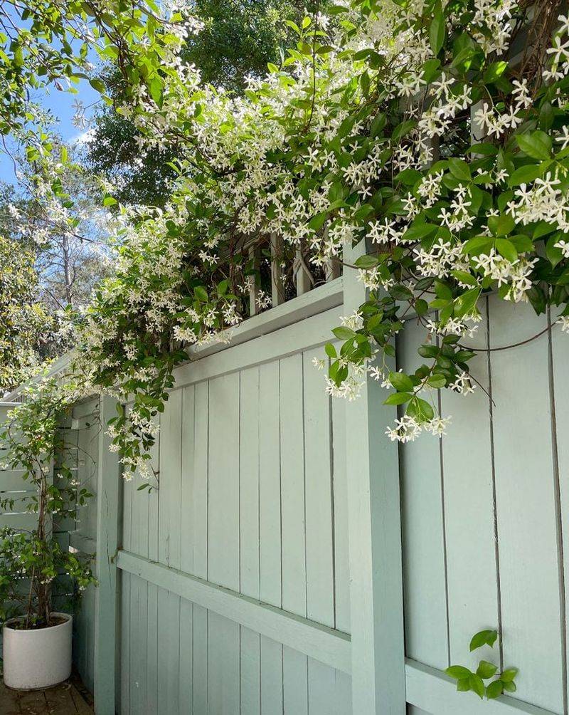 Choose star jasmine when the site can support its real requirements