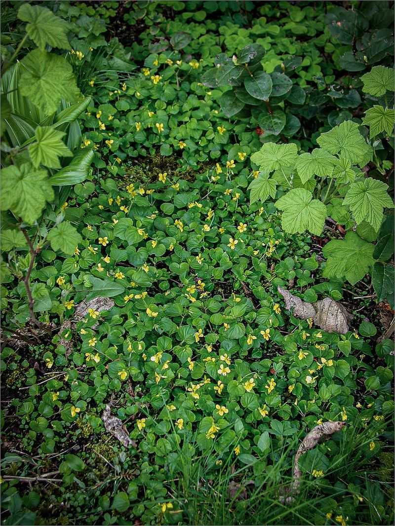 Choose the fall planting you will still want next year