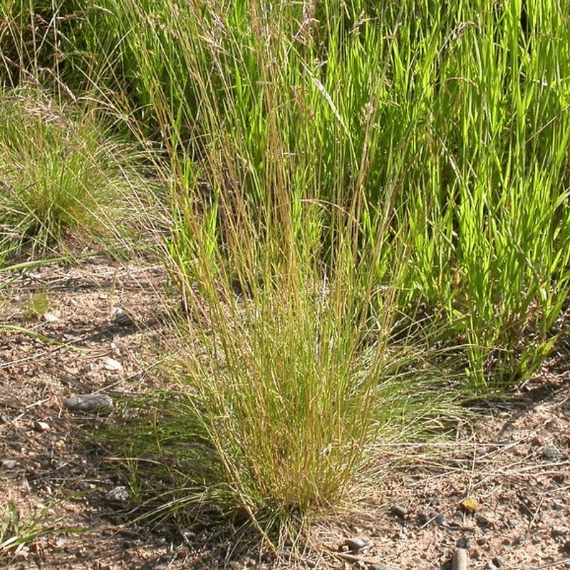 Choose the grass that matches your site and use