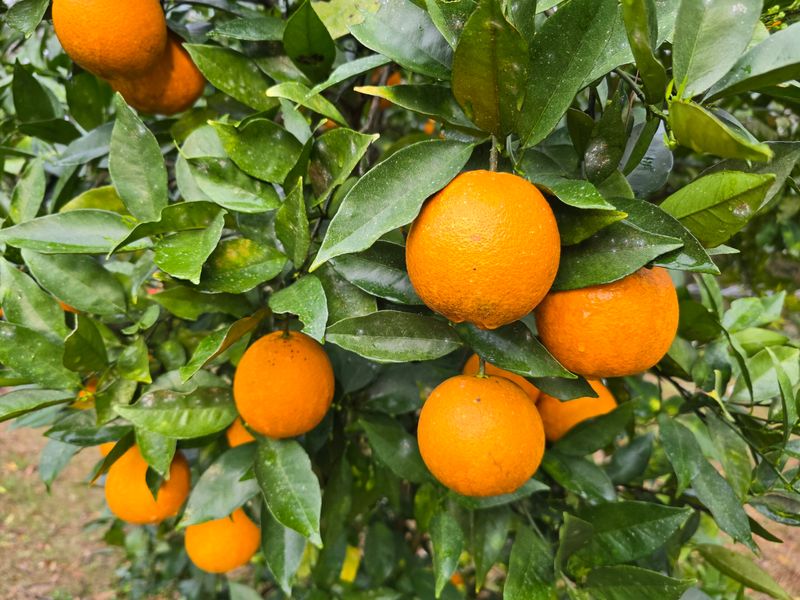 Choosing Cold Hardy Citrus Varieties For Florida Home Gardens