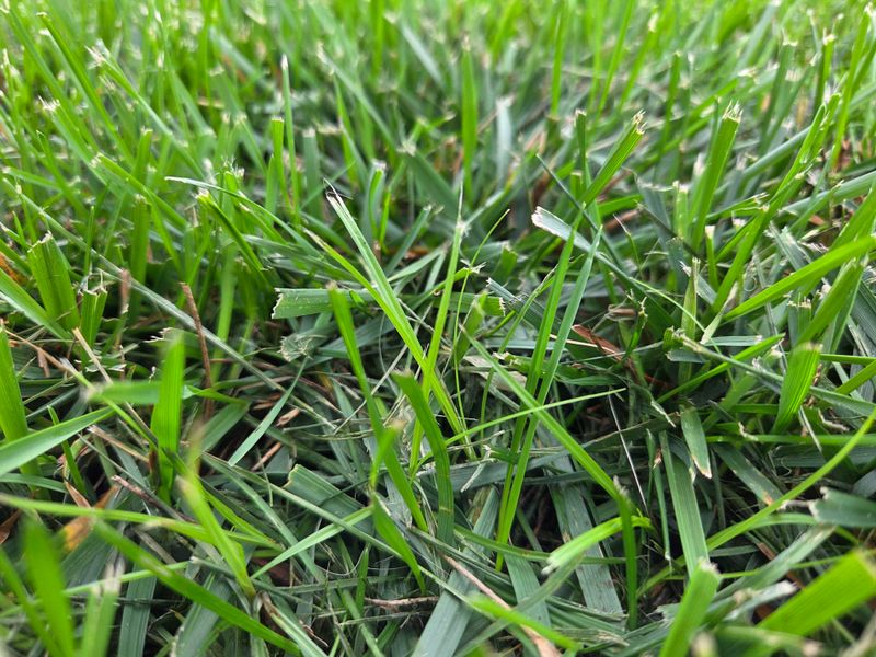 Choosing Grass Types That Handle Bluegrass State Summers