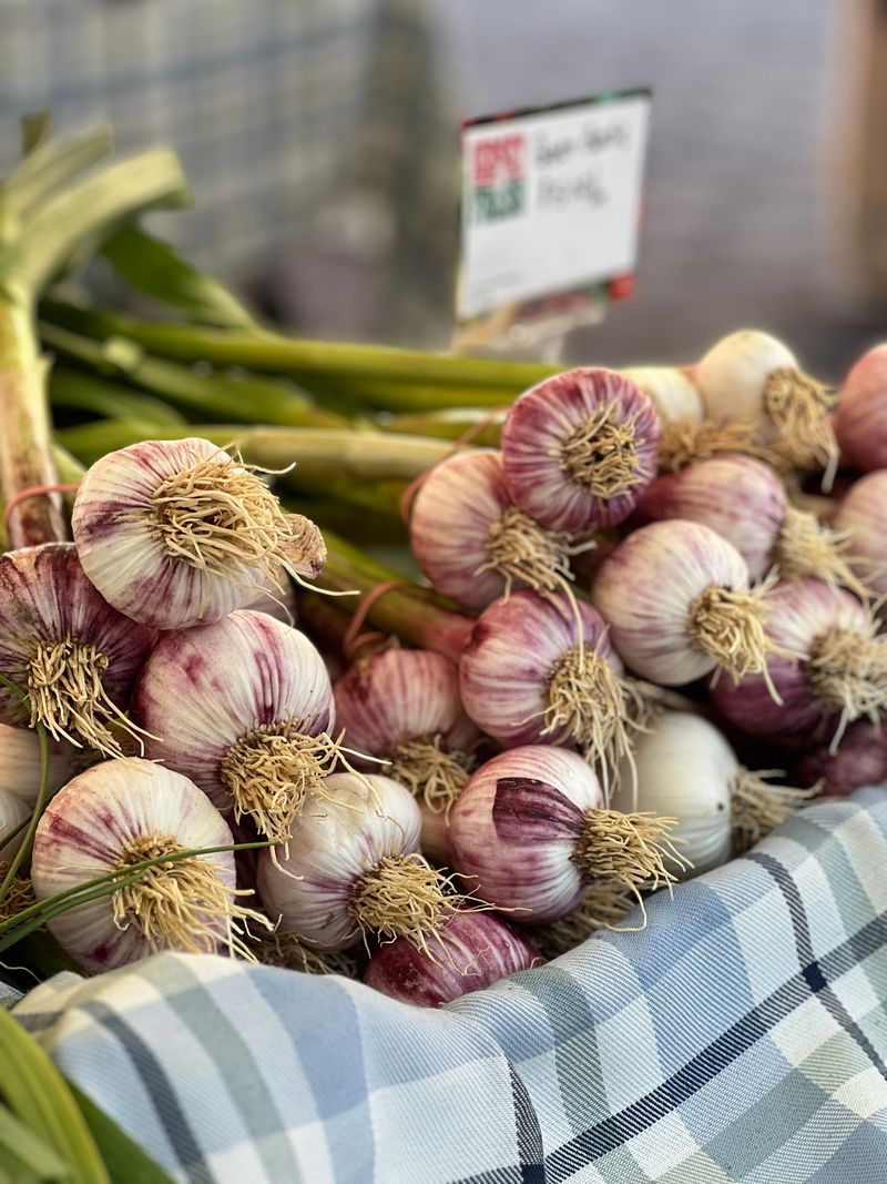 Choosing Hardneck Varieties That Withstand Iowa Winters
