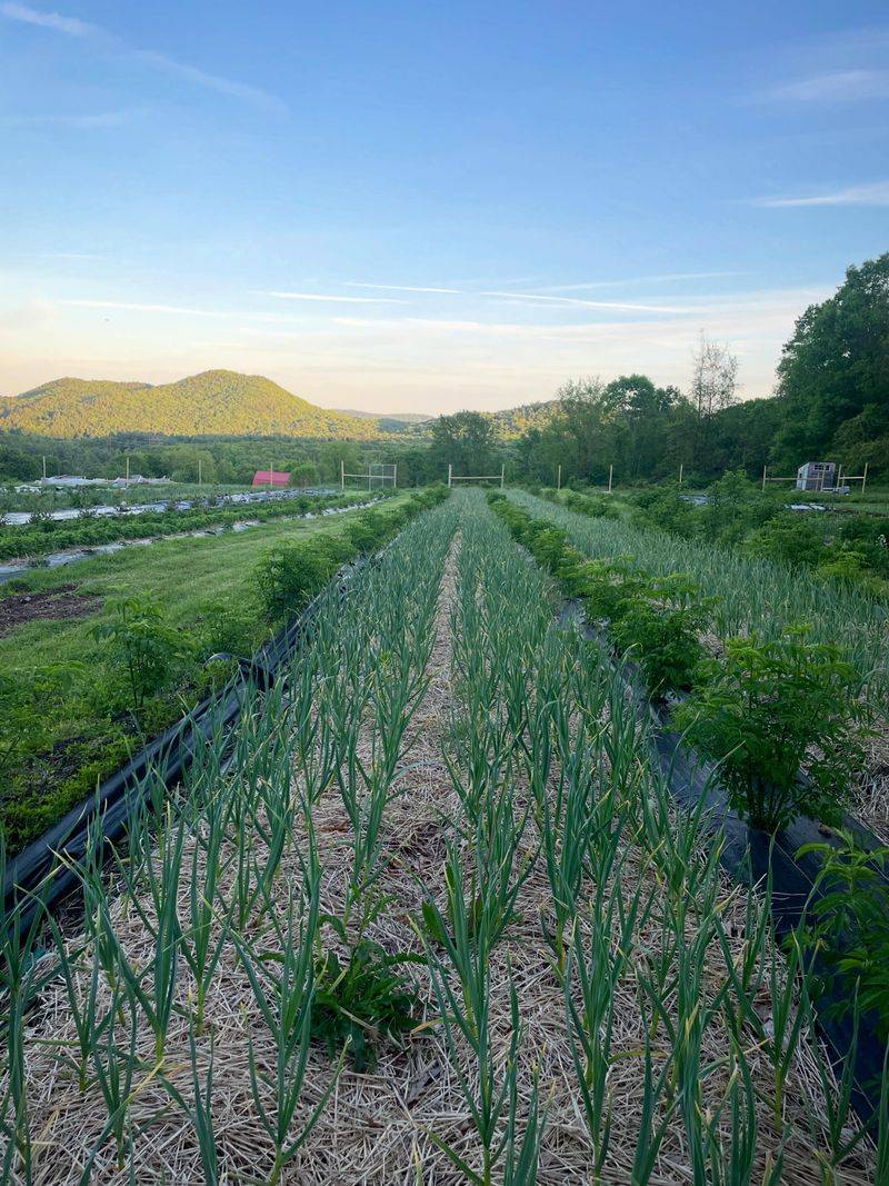 Choosing Less Appealing Crop Varieties For Georgia Plots