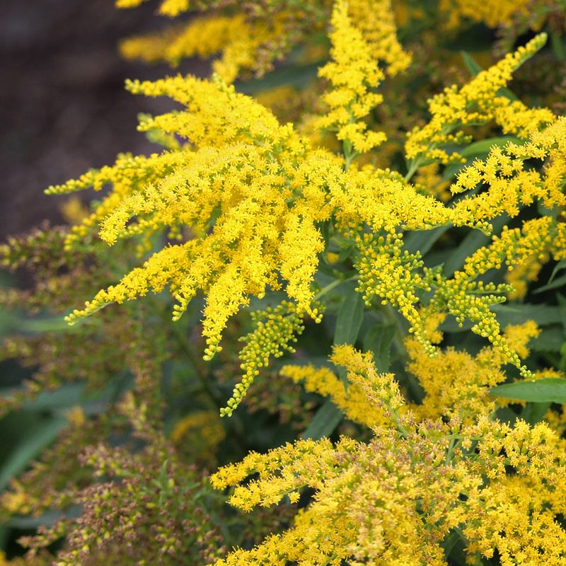 Choosing The Right Goldenrod For Your Garden Choosing The Right Goldenrod For Your Garden