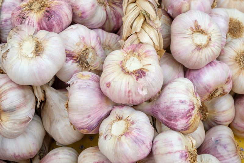 Choosing The Wrong Garlic Type For Your Climate