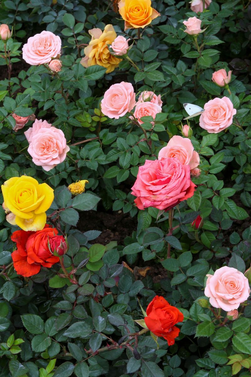Choosing Varieties That Were Bred For Cooler Places