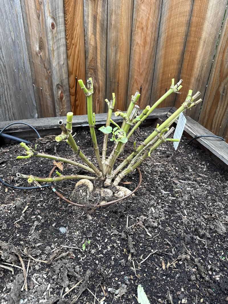 Chop The Blackened Stalks Down To Size