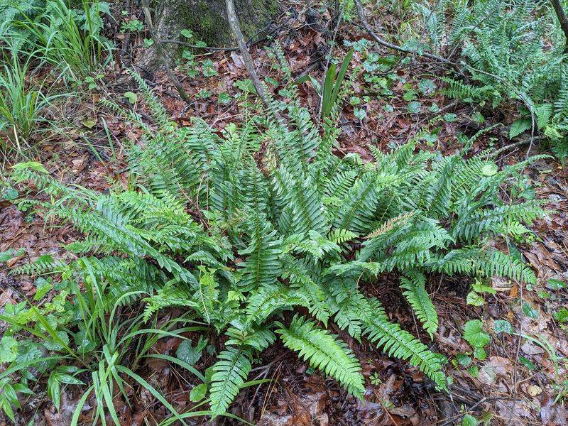 Christmas Fern Covers Shade With No Fuss