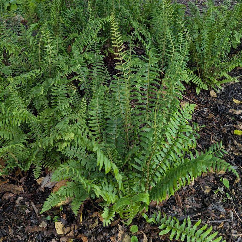 Christmas Fern (Polystichum Acrostichoides)