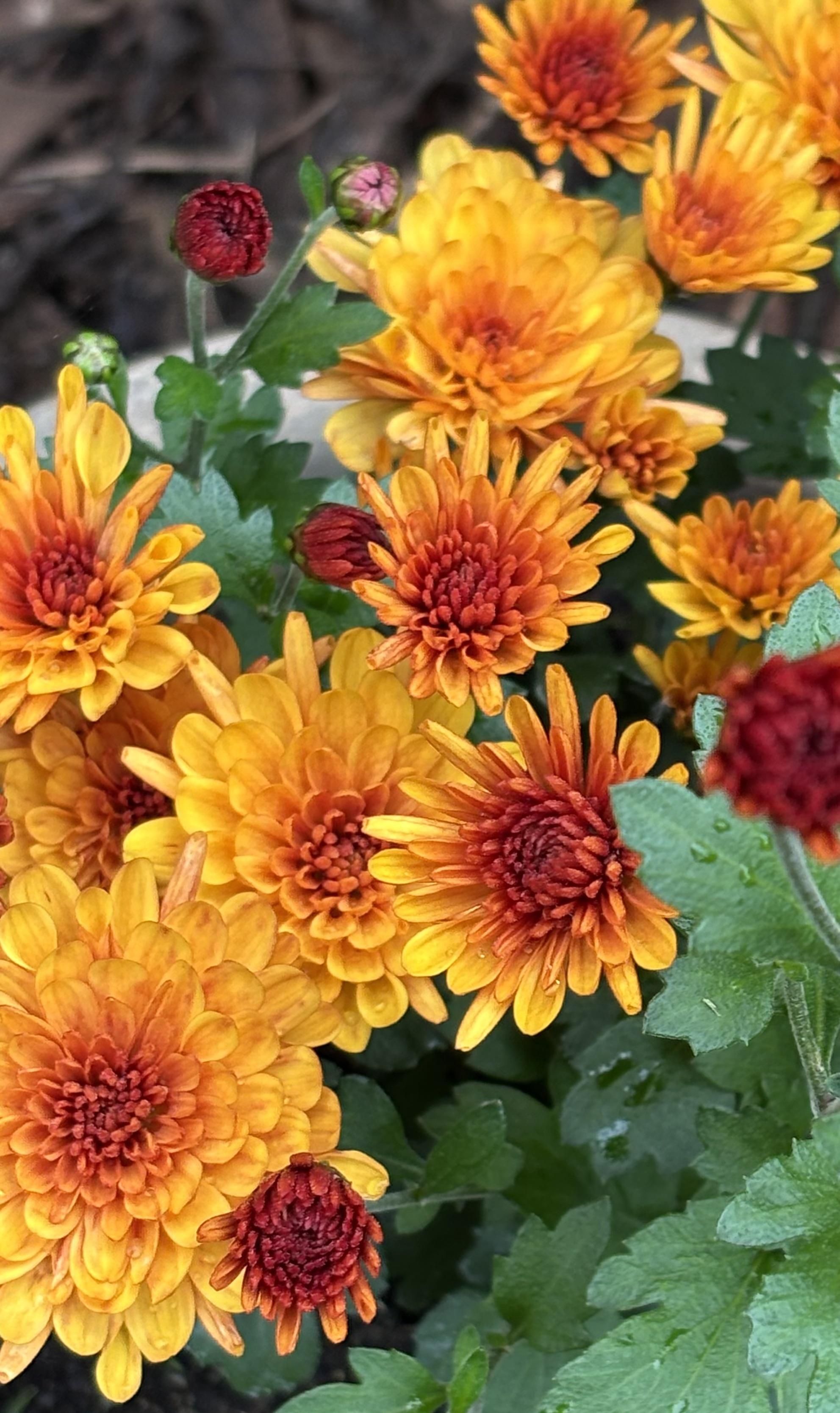 Chrysanthemum Delivers Reliable Fall Color Chrysanthemum Delivers Reliable Fall Color