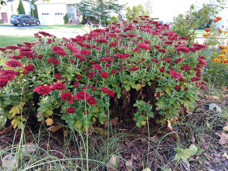 Chrysanthemum Needs The Right Variety To Return
