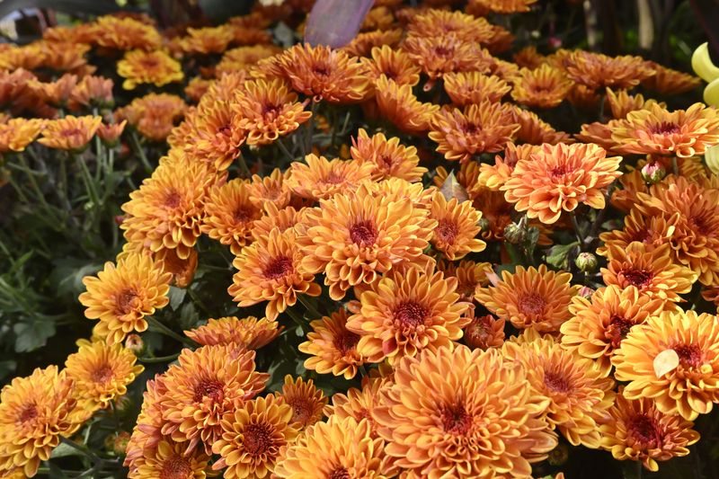 Chrysanthemums For Bold Autumn Color Chrysanthemums For Bold Autumn Color