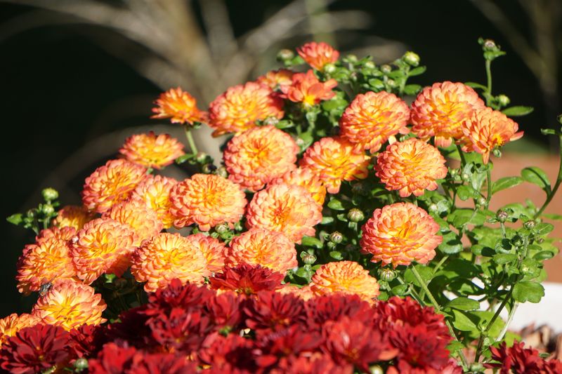 Chrysanthemums, Grasses, And The Quiet Side Of Fall Color Chrysanthemums, Grasses, And The Quiet Side Of Fall Color