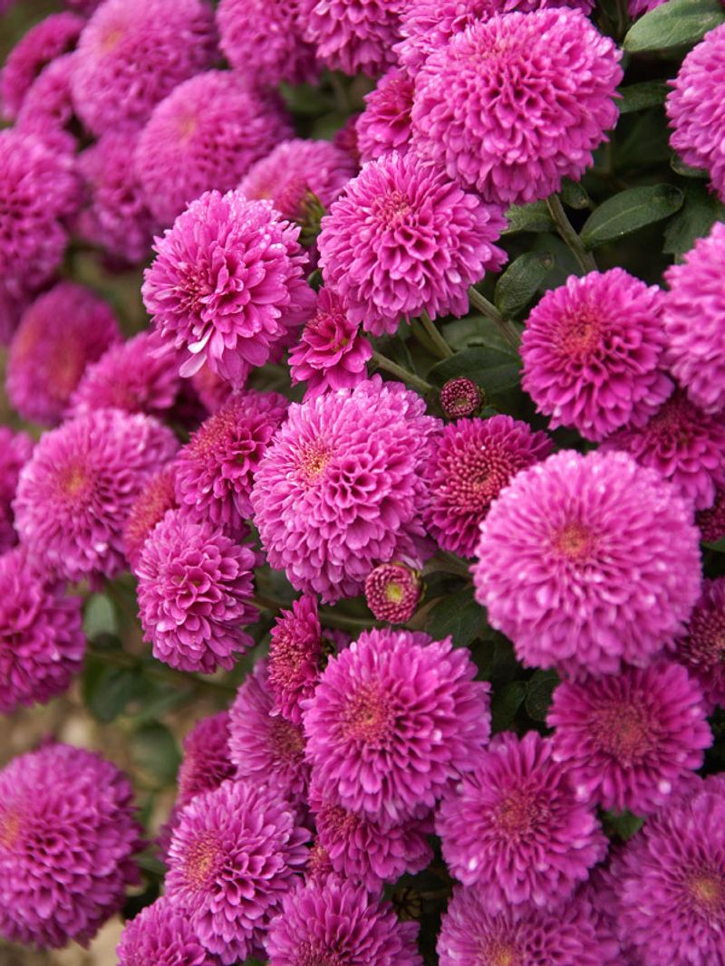 Chrysanthemums (Mums)