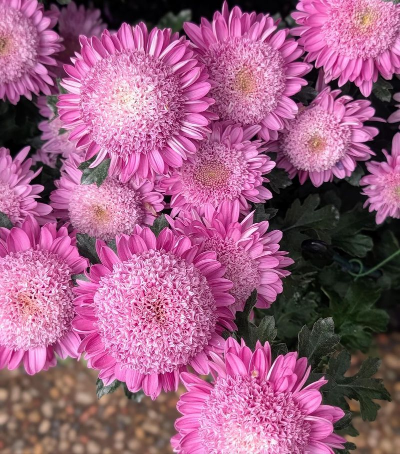 Chrysanthemums (Mums) Chrysanthemums (Mums)