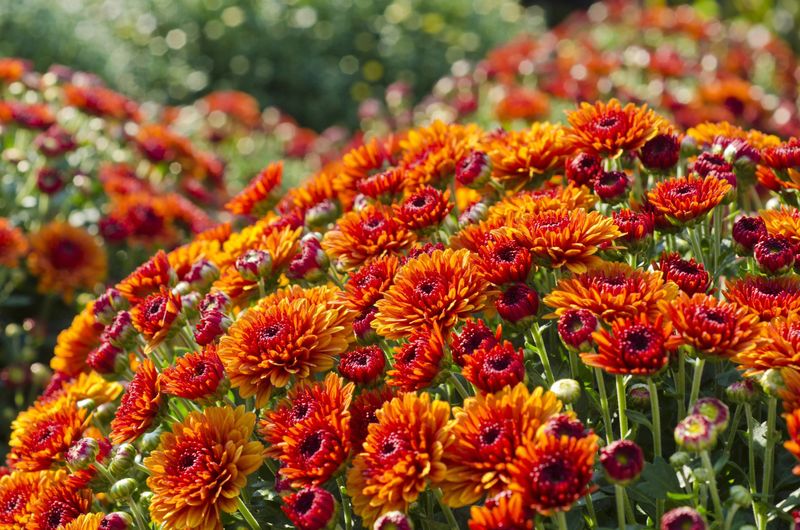 Chrysanthemums Roll Out Classic Fall Color On Cue Chrysanthemums Roll Out Classic Fall Color On Cue