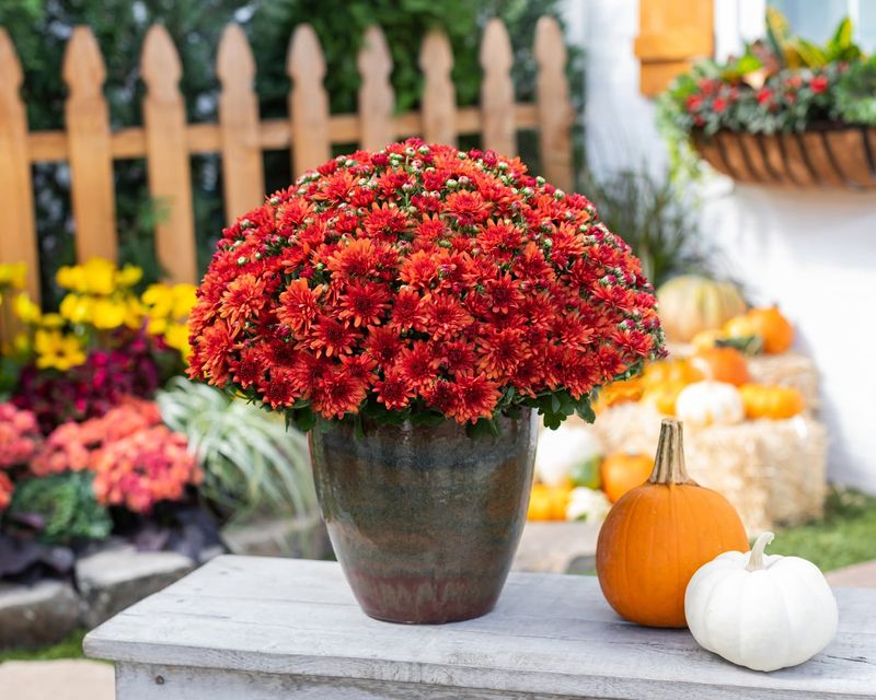 Chrysanthemums Steal The Autumn Spotlight