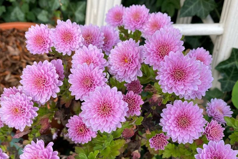 Chrysanthemums