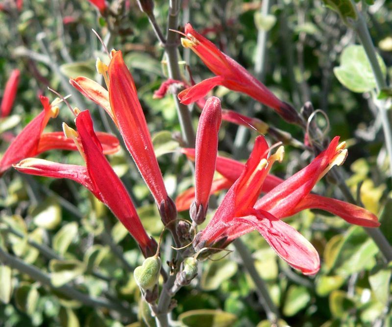 Chuparosa Chuparosa