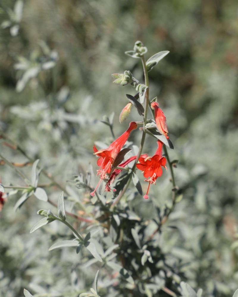 Chuparosa Chuparosa